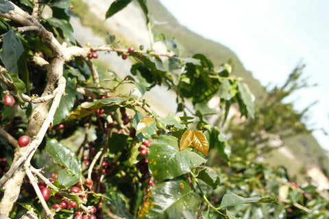 Coffee tree with green leaves and red cherries